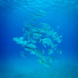 Thumbnail of Turks & Caicos: Scuba Fish School