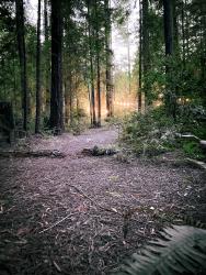 Thumbnail of Camp Navarro Lights