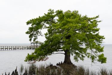 Thumbnail of A Tree in Duck, NC